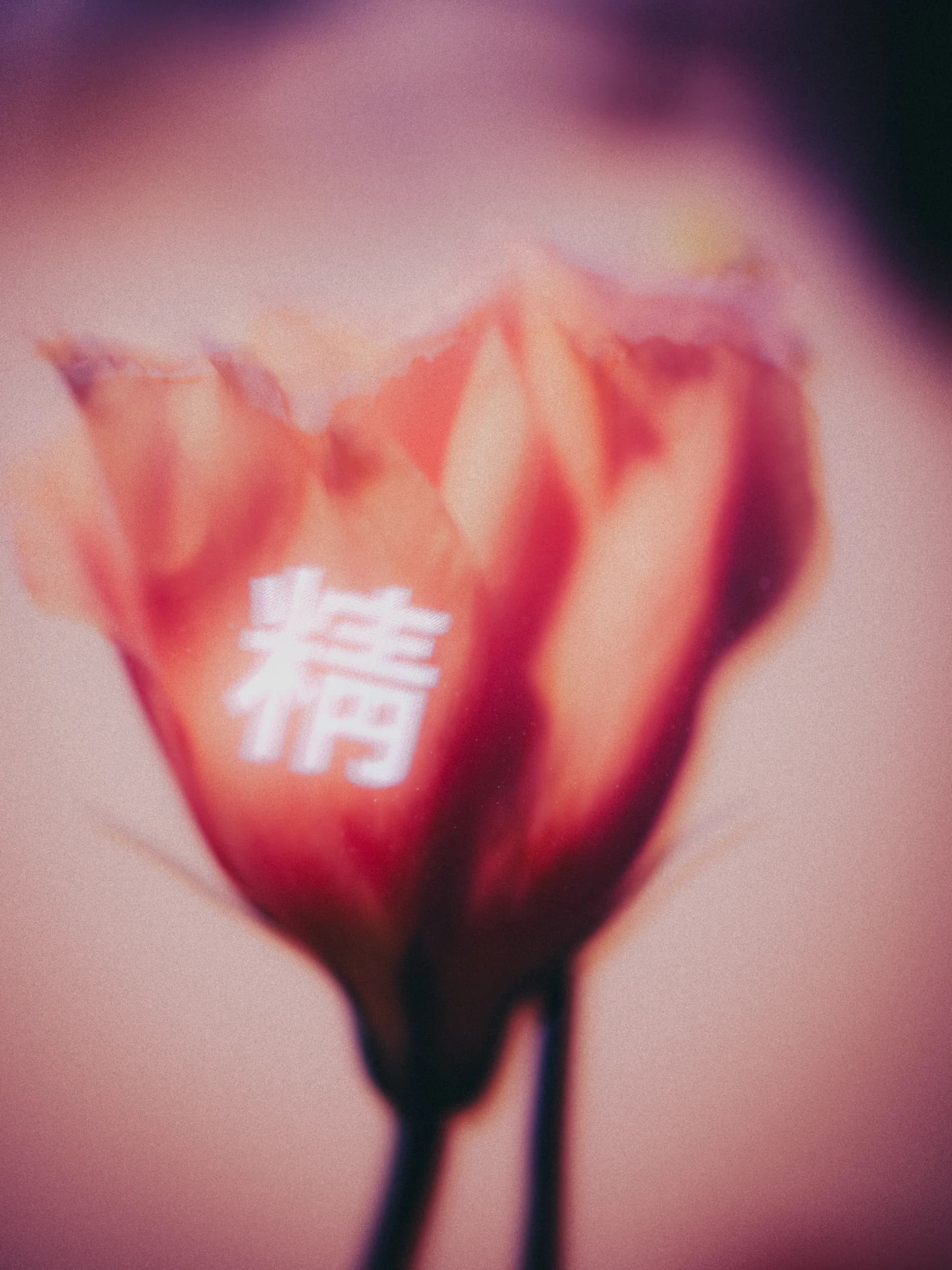 精, plate 3